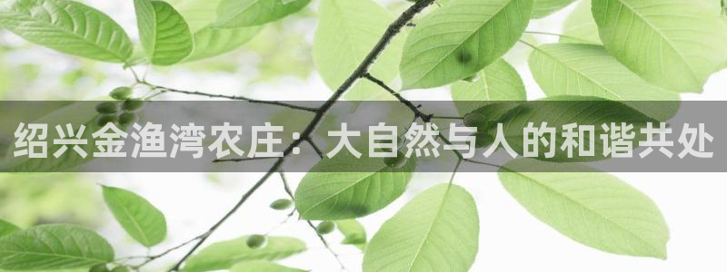 琳琅娱乐 全麦优质