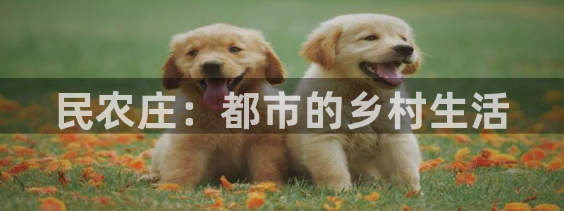 琳琅娱乐组飞车