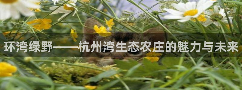 琳琅娱乐代理怎么样